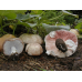 Мицелий Шампиньона миндального  (Аgaricus subrufescens)